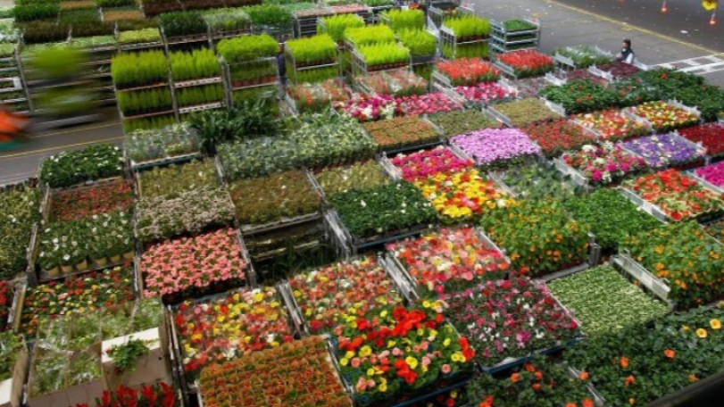 Armenian rose exports to Georgia unlikely to offset loss of Russian market, expert says