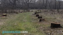 «Три века отставания от науки»: Варданян - о вырубке деревьев в Ереване