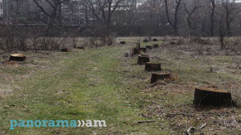 «Три века отставания от науки»: Варданян - о вырубке деревьев в Ереване