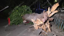 Երևանում արմատից չորացած հաստաբուն ծառը է տապալվել՝ կոտրելով գազախողովակներ, վնասելով ավտոմեքենաներ