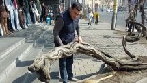 Մարդ ինչ աստիճանի կեղծավոր պետք է լինի, որ մտքով նման ֆեյք «լուծում» անցնի. Արթուր Չախոյան