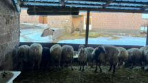 ՔՊ-ական իշխանության աջակցությա՞մբ է ոչխարը 4 գառ ծնել. Ոսկան Սարգսյան