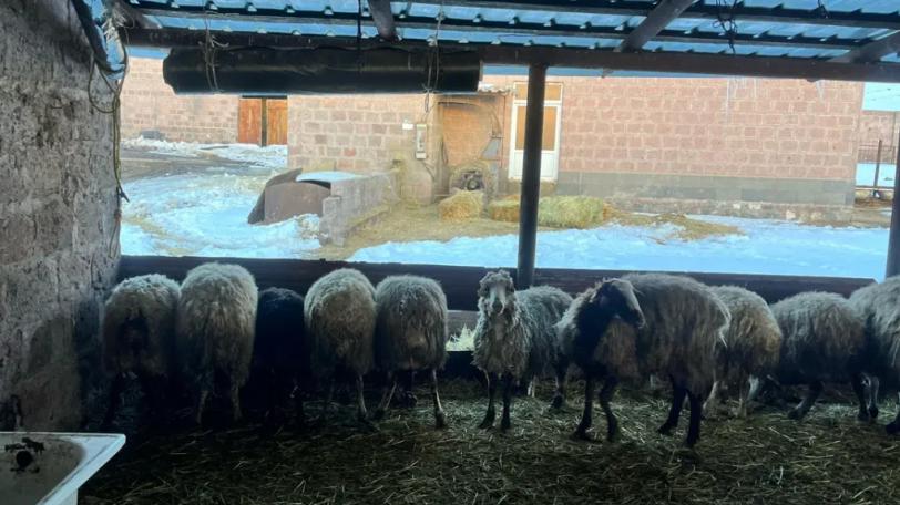 ՔՊ-ական իշխանության աջակցությա՞մբ է ոչխարը 4 գառ ծնել. Ոսկան Սարգսյան