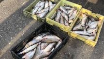 Կառավարությունը հաստատեց Սևանի սիգի արդյունագործական որսի 550 տոննա չափաքանակը՝ կգ-ն 200 դրամով