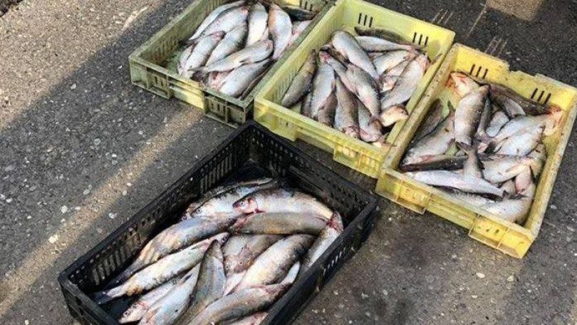 Կառավարությունը հաստատեց Սևանի սիգի արդյունագործական որսի 550 տոննա չափաքանակը՝ կգ-ն 200 դրամով