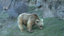 Արջն արոտավայրում խոշոր եղջերավոր անասուն է հոշոտել, մի քանի մարզերում էլ վնասել են մեծ թվով մեղվափեթակներ