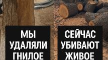 Ինչո՞ւ են հատում արդեն բուժված, կենսունակ ծառերը. Քրիստինա Վարդանյան