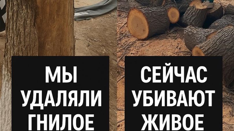 Ինչո՞ւ են հատում արդեն բուժված, կենսունակ ծառերը. Քրիստինա Վարդանյան