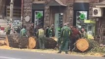 Ո՞ր իրավական ակտով են հատվել ծառերը, մենք պետության մեջ ենք, թե՞ կամայականների լծի տակ. Վարդանյան