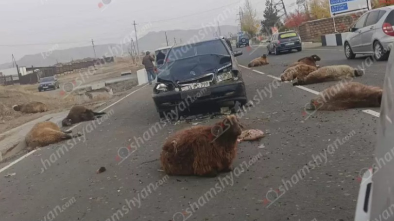 В Шираке автомобиль въехал в стадо овец: восемь животных погибли