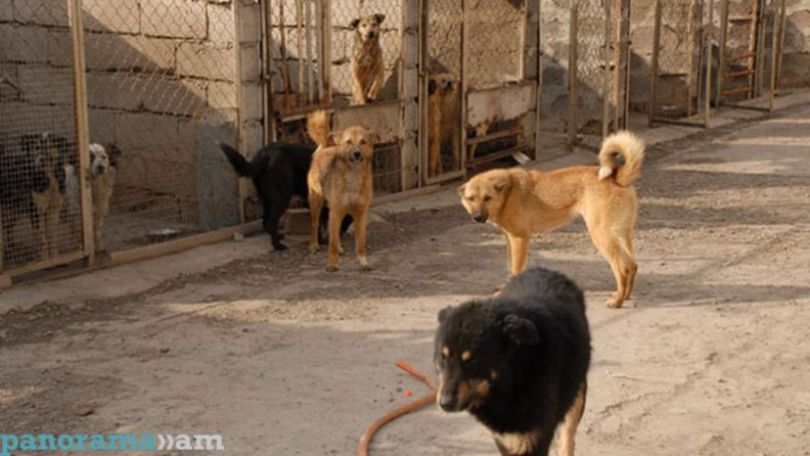 Animal attacks on humans rise in Armenia