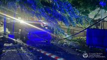 Strong winds bring down trees, power lines in Armenia