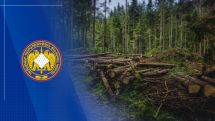 Ընկերության կողմից Գյուլագարակում ոչնչացվել է 327 ծառ