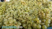 Հունիսի 2-ից «Ռոսսելխոզնադզորը» սահմանափակում է Հայաստանից կորիզավոր մրգերի և խաղողի ներմուծումը