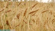 ФАО: Мировое производство зерновых достигнет рекорда в 2025 году