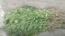 Կանեփի 440 բույս` Սառնաղբյուր գյողում. Շիրակի քրեական ոստիկանների բացահայտումը