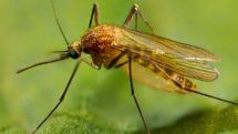 West Nile fever case confirmed in Armenia