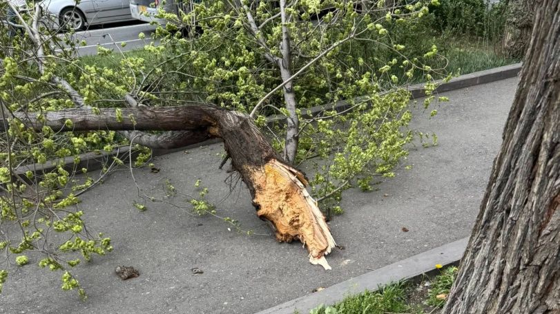 Strong winds topple trees, damage rooftops in Armenia
