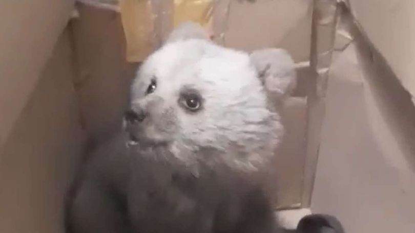 Bear cub rescued in Armenia's Tavush moved to wildlife rehabilitation center