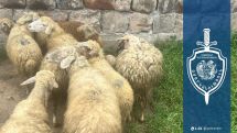 Դրախտիկից գողացած ոչխարներին գտել են