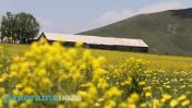 Почему прогнозы погоды в мобильных приложениях отличаются от данных Армгидромета