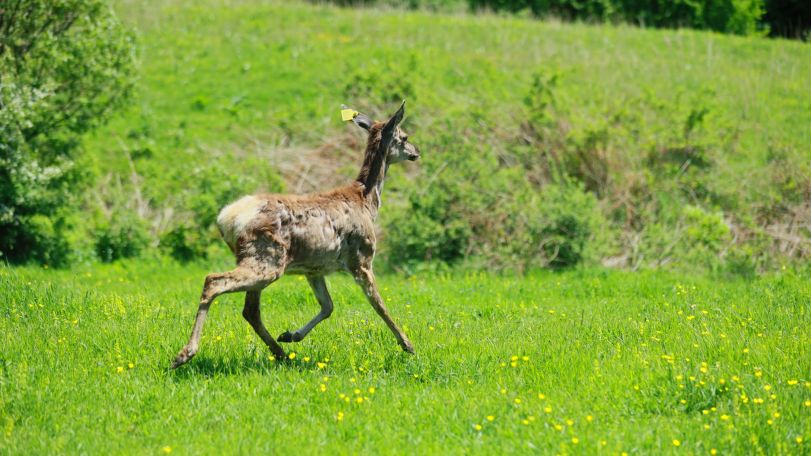Red deer return to Lori forests