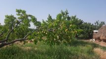 Գյուղացին հասած ծիրանի ձեռքը կրակն է ընկել, քաղաքացուն խնդրում է պիկնիկն իր այգում անցկացնել, իրենց ձեռքով քաղել օրգանիկ ծիրանն ու գնել