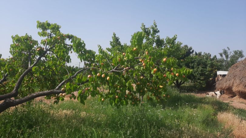Գյուղացին հասած ծիրանի ձեռքը կրակն է ընկել, քաղաքացուն խնդրում է պիկնիկն իր այգում անցկացնել, իրենց ձեռքով քաղել օրգանիկ ծիրանն ու գնել