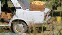 Քննարկվում է ցամաքային ճանապարհով Օման հայկական լոլիկ, դեղձ ու ծիրան արտահանելու հարցը
