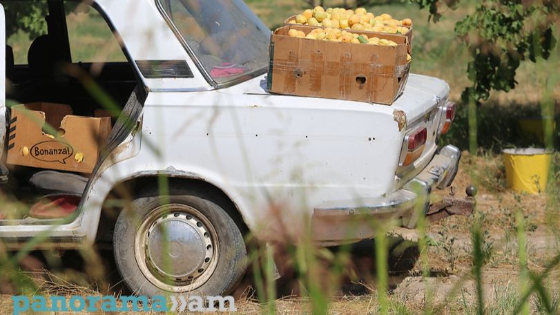 Քննարկվում է ցամաքային ճանապարհով Օման հայկական լոլիկ, դեղձ ու ծիրան արտահանելու հարցը