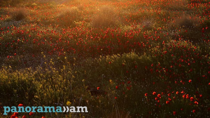 Зной в Армении: плюс 37 в Ереване и без дождей