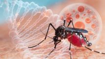 Mosquito-borne diseases surge across Europe