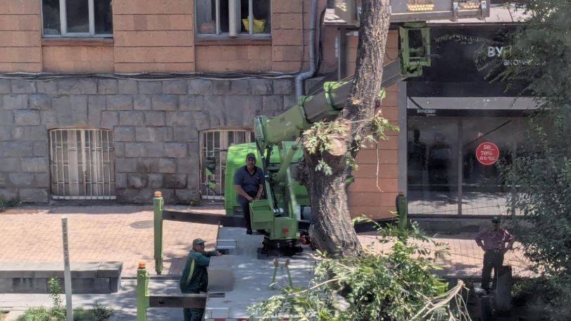 Բարձր կարգի հրդեհավտանգ իրավիճակում ի՞նչ են անում Երևանում. Կանաչ ծառ են կտրում