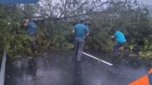 Իջևան-Նոյեմբերյան ճանապարհին ծառեր են տապալվել
