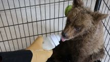 Armenian soldiers rescue endangered bear cub