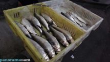 Russia bans fish imports from all suppliers in Armenia