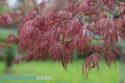 Strong winds, hail expected in Armenia