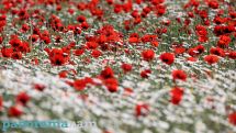 Экспорт цветов из Армении в Россию разрешили еще 11 компаниям