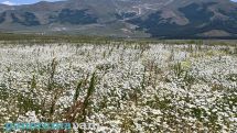 Heatwave and high UV index to persist in Armenia