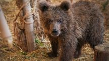 Защитник Родины и природы: в Армении капитан награжден за спасение медвежонка