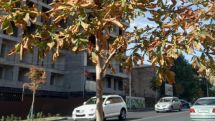 Ծառ բուժելը նորաձև չէ, «հնձելն է» նորաձև․ Վարդանյան
