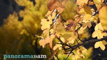Прогноз погоды в Армении: кратковременный дождь со снегом в горных районах и потепление к 19 ноября