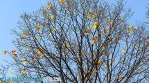 Temperatures to keep rising in Armenia