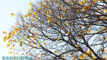 Wet weather expected in Armenia over the weekend