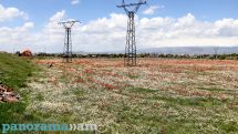 Առաջիկա օրերին ջերմաստիճանը կհասնի +37 աստիճանի