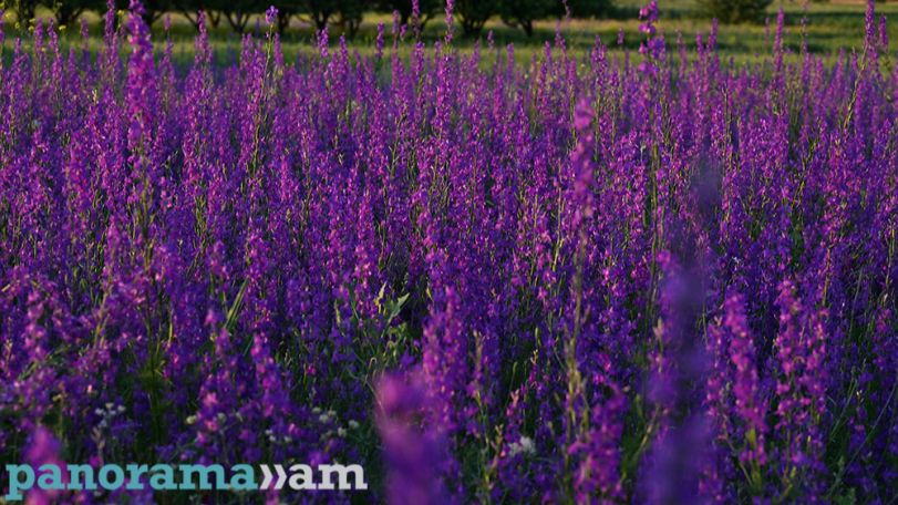 До +36°C и затем грозы: синоптики рассказали о погоде в Армении