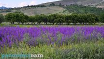 Հայաստանը կգտնվի հարավ-արևմտյան տաք օդային հոսանքների ազդեցության գոտում. Սուրենյան
