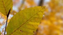 No frost expected in Armenia in coming days, forecasters say