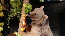 Brown bear rescued after eight-year campaign in Armenia