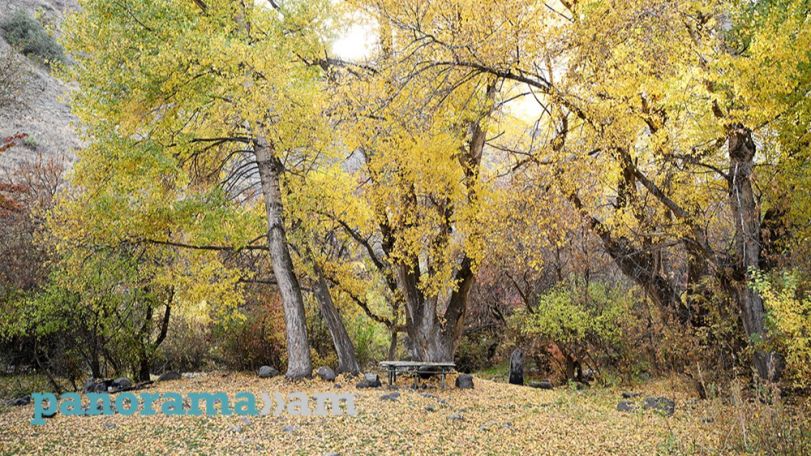 Armenia's illegal logging thrives amid weak enforcement and lack of accountability, lawyer says
